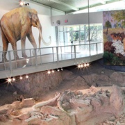 Waco Mammoth, TX (NPS)