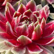 Sempervivum