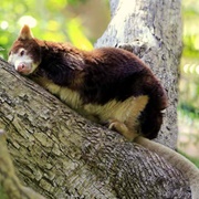 Matschie's Tree Kangaroo