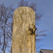 Leland Champion Cottonwood Tree