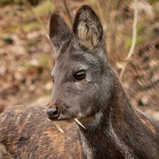 Siberian Musk Deer