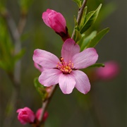 Dwarf Russian Almond (Prunus Tenella)