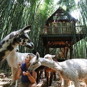 Alpaca Treehouse