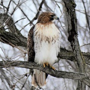 Thomas Sadler Roberts Bird Sanctuary
