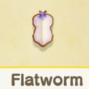 Flatworm