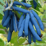 Blue Sausage Fruits