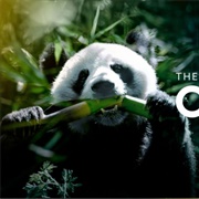 National Geographic Panda