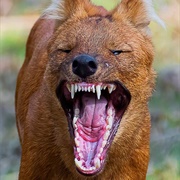 Dhole