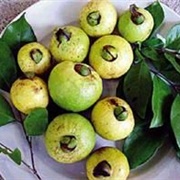 Costa Rican Guava (Psidium Friedrichsthalianum)