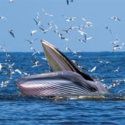 Bryde's Whale