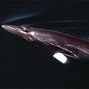 Common Minke Whale