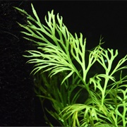 Lace Leaf Water Sprite Fern