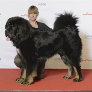 Groom a Tibetan Mastiff