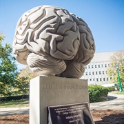 Brain Sculpture
