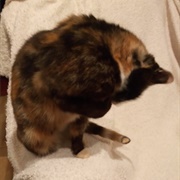 The Shame - No Privacy!