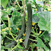 Saiko Cucumber