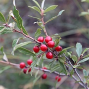 Willow Leaf Cherry (Prunus Incana)
