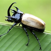 Rhinoceros Beetle