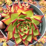 Lipstick Echeveria