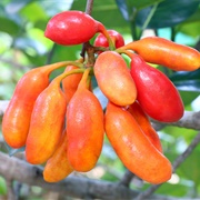 Susung-Kalabaw (Uvaria Rufa)