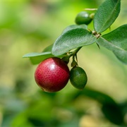 Limeberry (Triphasia Trifolia)