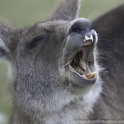 Wallaby