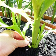 Plant Corn