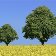 Mustard (Quran Verse 2)