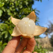 Langsat (Lansium Parasiticum)