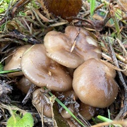 Fried Chicken Mushroom (Lyophyllum Decastes)