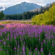 Brotherhood Bridge Fireweed Field
