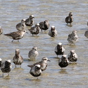 A Congregation of Plovers