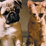 Milo & Otis (The Adventures of Milo & Otis, 1986)