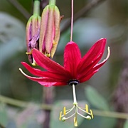Red Banana Passionfruit (Passiflora Antioquiensis)