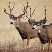 Mule Deer