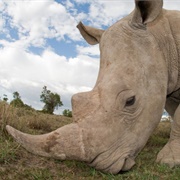 Rhinoceros