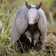Armadillo