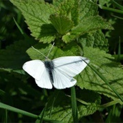 Small White