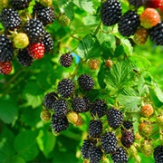 Blackberry Bush