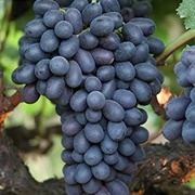 Amazon Grape (Pourouma Cecropiifolia)