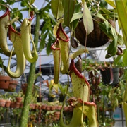 Carnivorous Plants at the Huntington Gardens