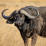 Cape Buffalo