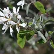 Pale Serviceberry (Amelanchier Pallida)