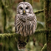 Barred Owls