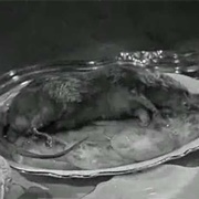 Dead Mouse in a Plate