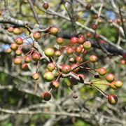 Nokaidō (Malus Spontanea)