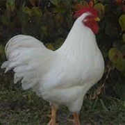 White Rock Bantam