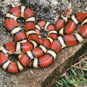 Red Milk Snake