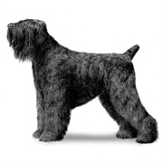 Groom a Black Russian Terrier
