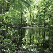Drew Woods State Nature Preserve